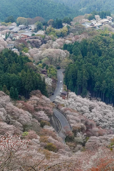 Japonya 'daki Yoshinoyama Ulusal Parkı' nın orman dağlarını kaplayan kiraz ağaçlarının geniş manzarası.