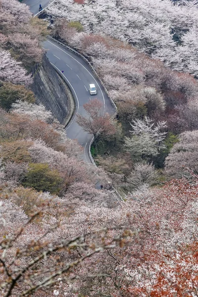 Japonya 'daki Yoshinoyama Ulusal Parkı' nın orman dağlarını kaplayan kiraz ağaçlarının geniş manzarası.