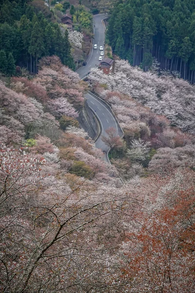 Japonya 'daki Yoshinoyama Ulusal Parkı' nın orman dağlarını kaplayan kiraz ağaçlarının geniş manzarası.
