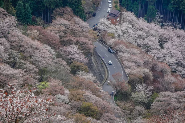 Japonya 'daki Yoshinoyama Ulusal Parkı' nın orman dağlarını kaplayan kiraz ağaçlarının geniş manzarası.