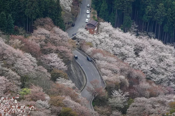 Japonya 'daki Yoshinoyama Ulusal Parkı' nın orman dağlarını kaplayan kiraz ağaçlarının geniş manzarası.
