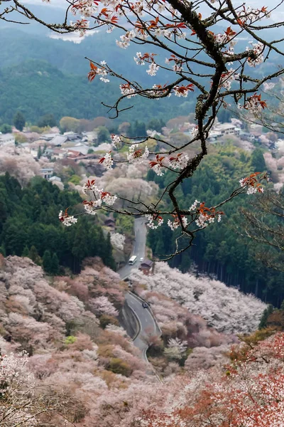 Japonya 'daki Yoshinoyama Ulusal Parkı' nda çiçek açan kiraz çiçeklerinin detaylı görüntüleri..