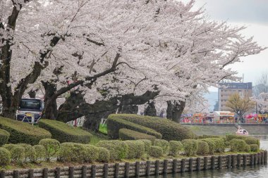 Morioka, Japonya - 23 Nisan 2025. Japonya 'nın Morioka şehrindeki Takamatsu Parkı' nda bahar aylarında kiraz çiçekleri açar..