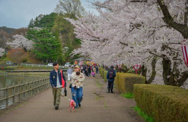Morioka, Japonya - 23 Nisan 2025. İnsanlar bahar aylarında Japonya 'nın Morioka şehrindeki Takamatsu Parkı' nda canlı kiraz çiçeklerinin tadını çıkarıyorlar..
