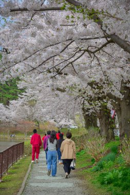 Morioka, Japonya - 23 Nisan 2025. İnsanlar bahar aylarında Japonya 'nın Morioka şehrindeki Takamatsu Parkı' nda canlı kiraz çiçeklerinin tadını çıkarıyorlar..