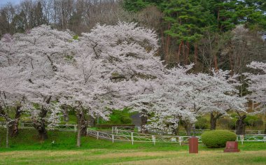 Japonya 'nın Morioka şehrindeki Takamatsu Parkı' nda bahar aylarında kiraz çiçekleri açar..