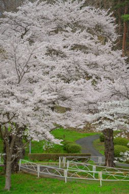 Japonya 'nın Morioka şehrindeki Takamatsu Parkı' nda bahar aylarında kiraz çiçekleri açar..