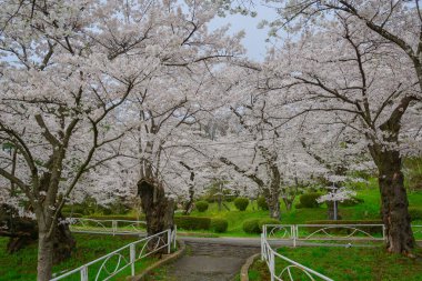 Japonya 'nın Morioka şehrindeki Takamatsu Parkı' nda bahar aylarında kiraz çiçekleri açar..