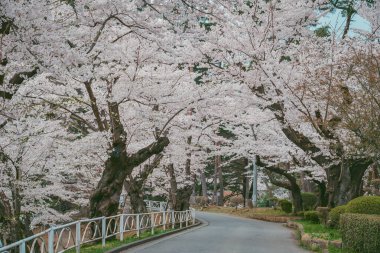 Japonya 'nın Morioka şehrindeki Takamatsu Parkı' nda bahar aylarında kiraz çiçekleri açar..