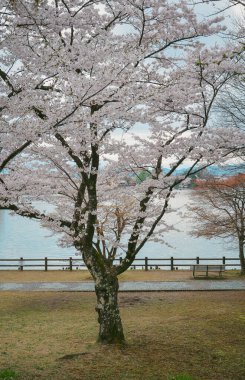 Japonya 'nın Morioka şehrindeki Takamatsu Parkı' nda bahar aylarında kiraz çiçekleri açar..