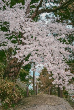 Morioka-jo Kalesi Park, Morioka, Japonya 'da kiraz çiçekleri en yoğun mevsimde çiçek açar..