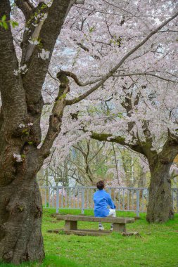 Baharda Japonya 'daki Morioka Kalesi Parkı' nda kiraz çiçeklerinin tadını çıkaran genç adam..