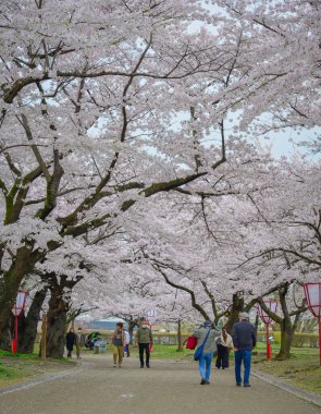 Morioka, Japonya - 23 Nisan 2025. Morioka Kalesi Parkı 'nda bahar aylarında, canlı kiraz çiçeklerinin tadını çıkaran insanlar..