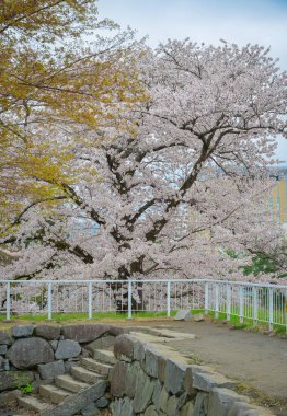 Morioka-jo Kalesi Park, Morioka, Japonya 'da kiraz çiçekleri en yoğun mevsimde çiçek açar..