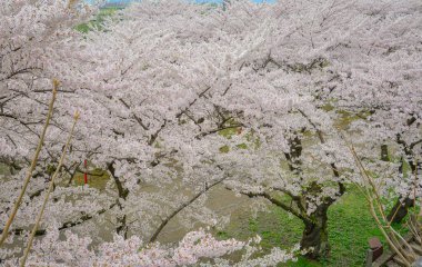 Morioka-jo Kalesi Park, Morioka, Japonya 'da kiraz çiçekleri en yoğun mevsimde çiçek açar..