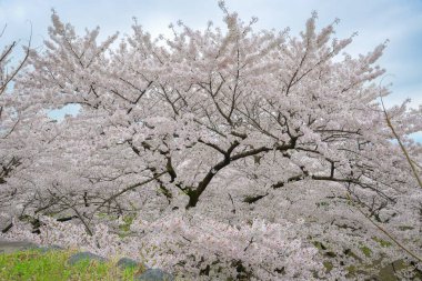 Morioka-jo Kalesi Park, Morioka, Japonya 'da kiraz çiçekleri en yoğun mevsimde çiçek açar..