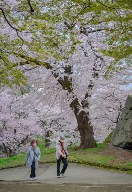 Morioka, Japonya - 23 Nisan 2025. Morioka Kalesi Parkı 'nda bahar aylarında, canlı kiraz çiçeklerinin tadını çıkaran insanlar..
