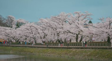 Morioka, Japonya - 23 Nisan 2025. Japonya 'nın Morioka şehrindeki Takamatsu Parkı' nda bahar aylarında kiraz çiçekleri açar..