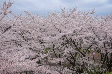 Morioka-jo Kalesi Park, Morioka, Japonya 'da kiraz çiçekleri en yoğun mevsimde çiçek açar..