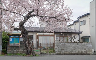 Morioka, Japonya - 23 Nisan 2025. Japonya 'nın orta kesimindeki Morioka sokaklarında çiçek açan kiraz çiçekleri..