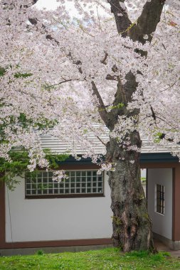 Japonya 'nın Morioka şehrindeki Takamatsu Parkı' nda bahar aylarında kiraz çiçekleri açar..