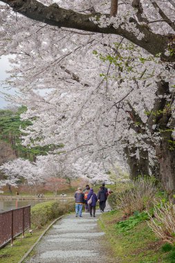 Japonya 'nın Morioka şehrindeki Takamatsu Parkı' nda bahar aylarında kiraz çiçekleri açar..