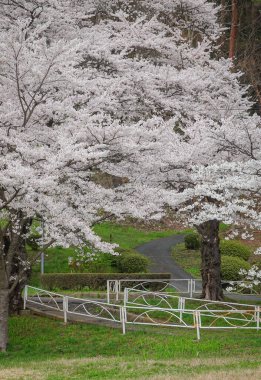 Japonya 'nın Morioka şehrindeki Takamatsu Parkı' nda bahar aylarında kiraz çiçekleri açar..