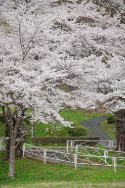Japonya 'nın Morioka şehrindeki Takamatsu Parkı' nda bahar aylarında kiraz çiçekleri açar..