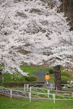 Baharda Japonya 'daki Morioka Kalesi Parkı' nda kiraz çiçeklerinin tadını çıkaran genç adam..