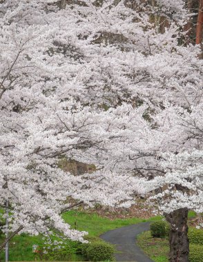 Japonya 'nın Morioka şehrindeki Takamatsu Parkı' nda bahar aylarında kiraz çiçekleri açar..