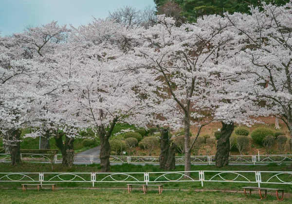 Japonya 'nın Morioka şehrindeki Takamatsu Parkı' nda bahar aylarında kiraz çiçekleri açar..