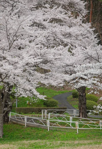 Japonya 'nın Morioka şehrindeki Takamatsu Parkı' nda bahar aylarında kiraz çiçekleri açar..