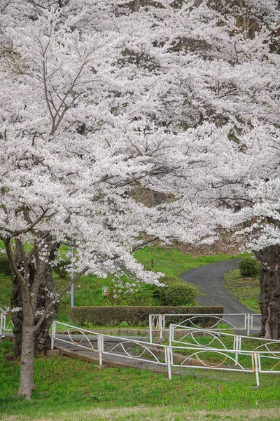 Japonya 'nın Morioka şehrindeki Takamatsu Parkı' nda bahar aylarında kiraz çiçekleri açar..