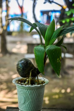 Hindistan cevizi filizleri My Tho, Güney Vietnam 'da hindistan cevizi meyvesinden çıkıyor..