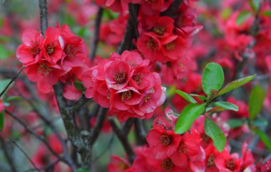 Nisan ayında Yoshino Dağı (Yoshinoyama), Nara, Japonya 'da kiraz çiçekleri açar, ünlü bir sakura izleme merkezi ve UNESCO Dünya Mirası kültürel manzarası.