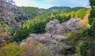 Nisan ayında Yoshino Dağı (Yoshinoyama), Nara, Japonya 'da kiraz çiçekleri açar, ünlü bir sakura izleme merkezi ve UNESCO Dünya Mirası kültürel manzarası.