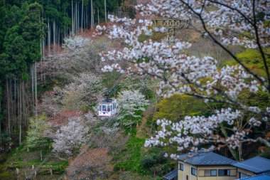 Nisan ayında Yoshino Dağı (Yoshinoyama), Nara, Japonya 'da kiraz çiçekleri açar, ünlü bir sakura izleme merkezi ve UNESCO Dünya Mirası kültürel manzarası.