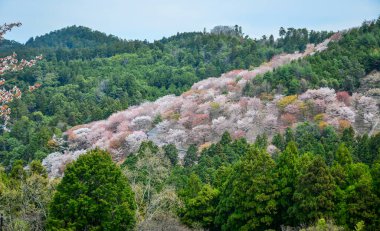 Japonya 'nın Nara kentindeki Yoshino Dağı' nın zirvesinden geniş sakura manzarası.