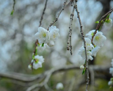 Japonya, Nara 'daki Yoshino Dağı' nda çiçek açan kiraz çiçeklerine yakın çekim.