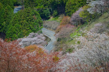 Japonya 'nın Nara kentindeki Yoshino Dağı' nın zirvesinden geniş sakura manzarası.