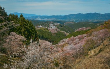 Nisan ayında Yoshino Dağı (Yoshinoyama), Nara, Japonya 'da kiraz çiçekleri açar, ünlü bir sakura izleme merkezi ve UNESCO Dünya Mirası kültürel manzarası.