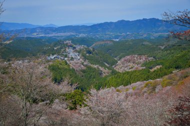 Nisan ayında Yoshino Dağı (Yoshinoyama), Nara, Japonya 'da kiraz çiçekleri açar, ünlü bir sakura izleme merkezi ve UNESCO Dünya Mirası kültürel manzarası.