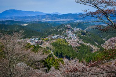 Nisan ayında Yoshino Dağı (Yoshinoyama), Nara, Japonya 'da kiraz çiçekleri açar, ünlü bir sakura izleme merkezi ve UNESCO Dünya Mirası kültürel manzarası.