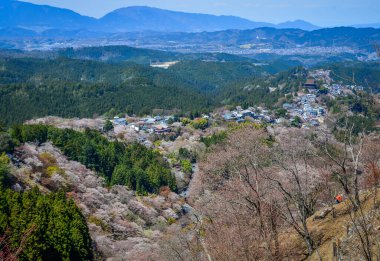 Japonya, Nara 'daki Yoshino Dağı' nın zirvesinden gelen görkemli kiraz çiçeklerinin panoramik manzarası.