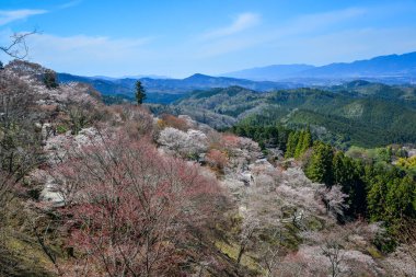 Japonya, Nara 'daki Yoshino Dağı' nın zirvesinden gelen görkemli kiraz çiçeklerinin panoramik manzarası.