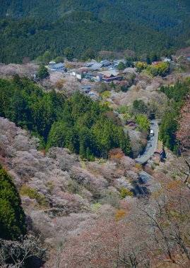 Japonya, Nara 'daki Yoshino Dağı' nın zirvesinden gelen görkemli kiraz çiçeklerinin panoramik manzarası.