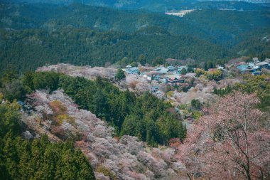 Japonya, Nara 'daki Yoshino Dağı' nın zirvesinden gelen görkemli kiraz çiçeklerinin panoramik manzarası.