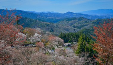 Japonya, Nara 'daki Yoshino Dağı' nın zirvesinden gelen görkemli kiraz çiçeklerinin panoramik manzarası.