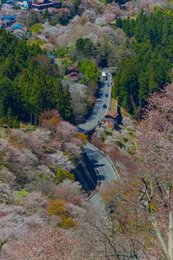 Yoshino Dağı, Nara, Japonya 'da kiraz çiçeklerinden oluşan dağlık bir manzara..