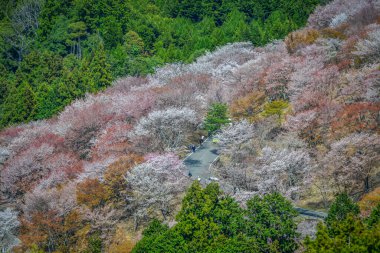 Nisan ayında Yoshino Dağı (Yoshinoyama), Nara, Japonya 'da kiraz çiçekleri açar, ünlü bir sakura izleme merkezi ve UNESCO Dünya Mirası kültürel manzarası.